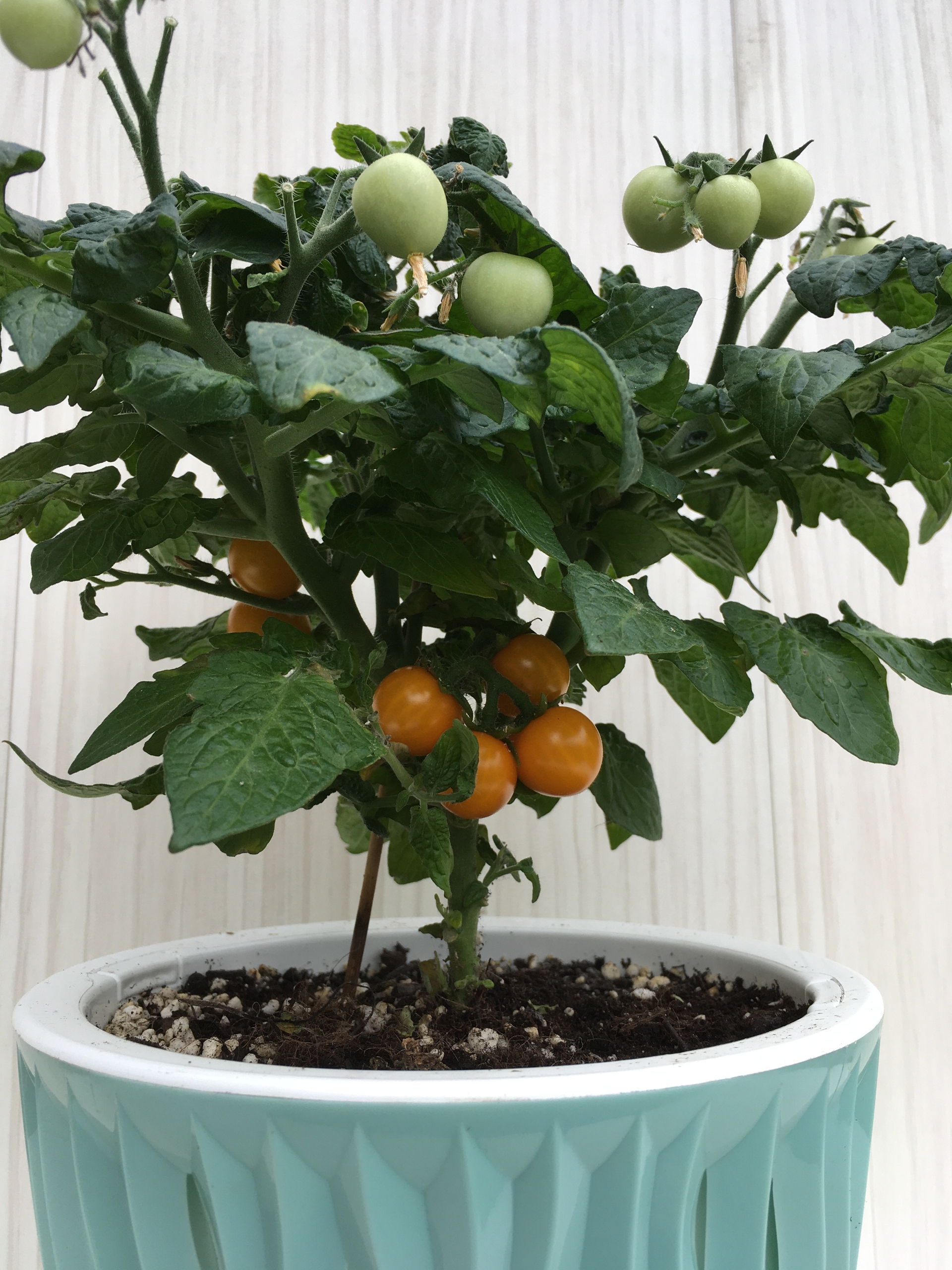 Выращивание томатов Micro Gemma - фото 2