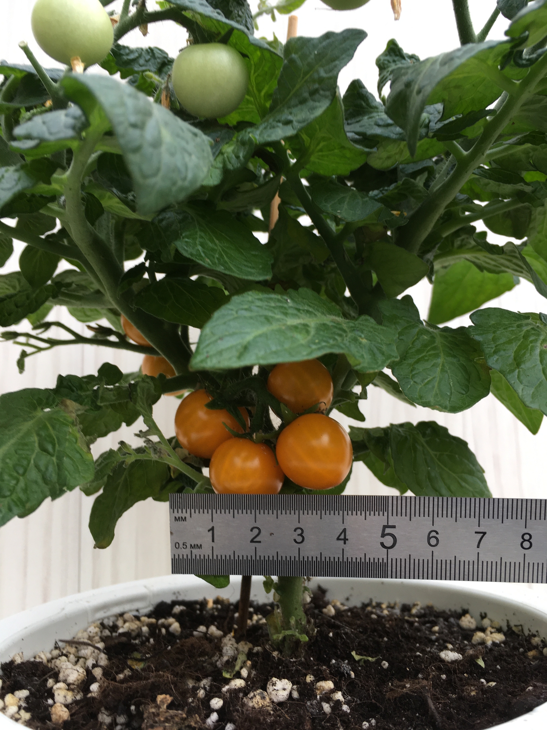 Сорт томатов Micro Gemma - фото 3