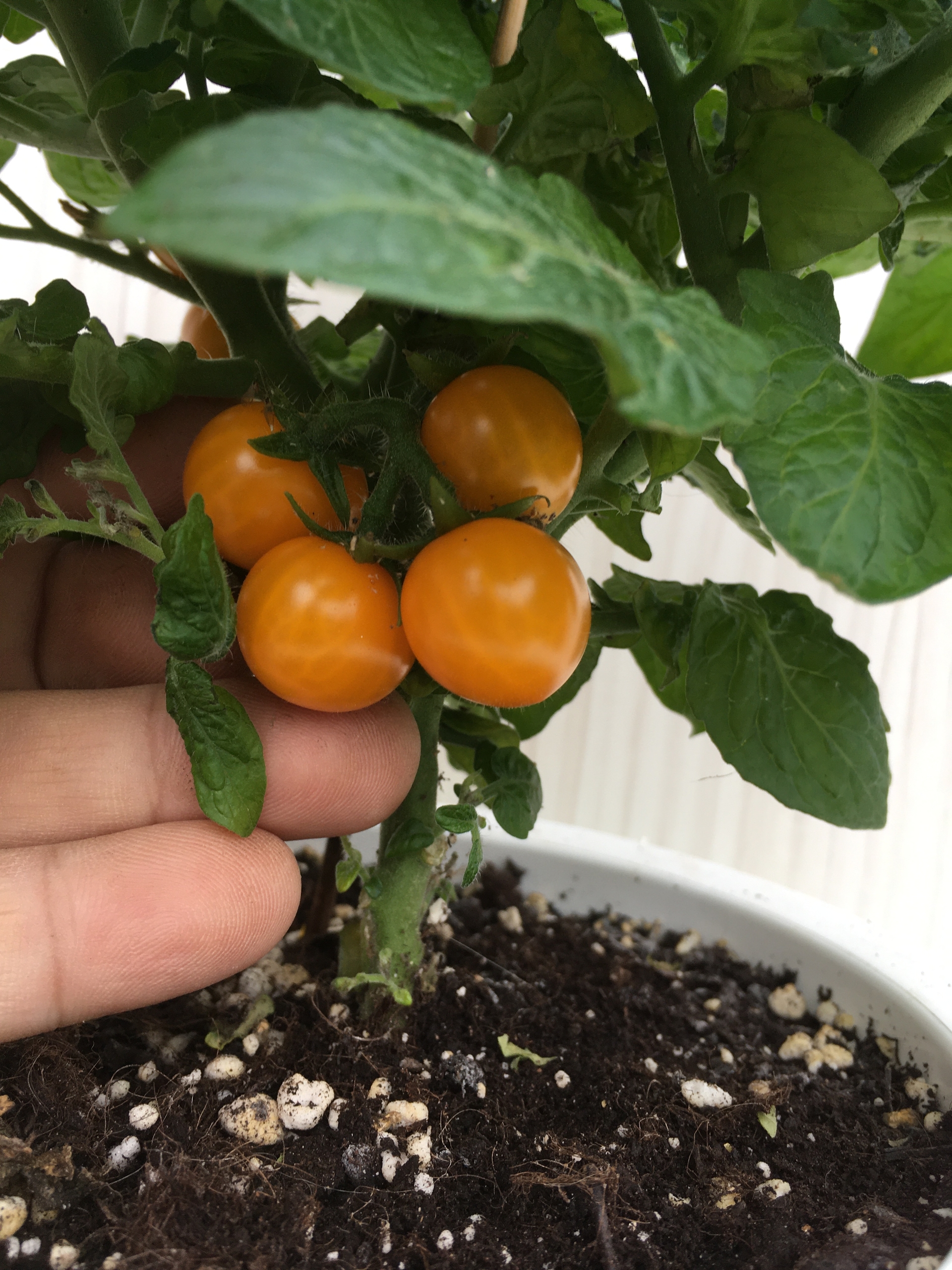 Плоды томатов Micro Gemma - фото 4