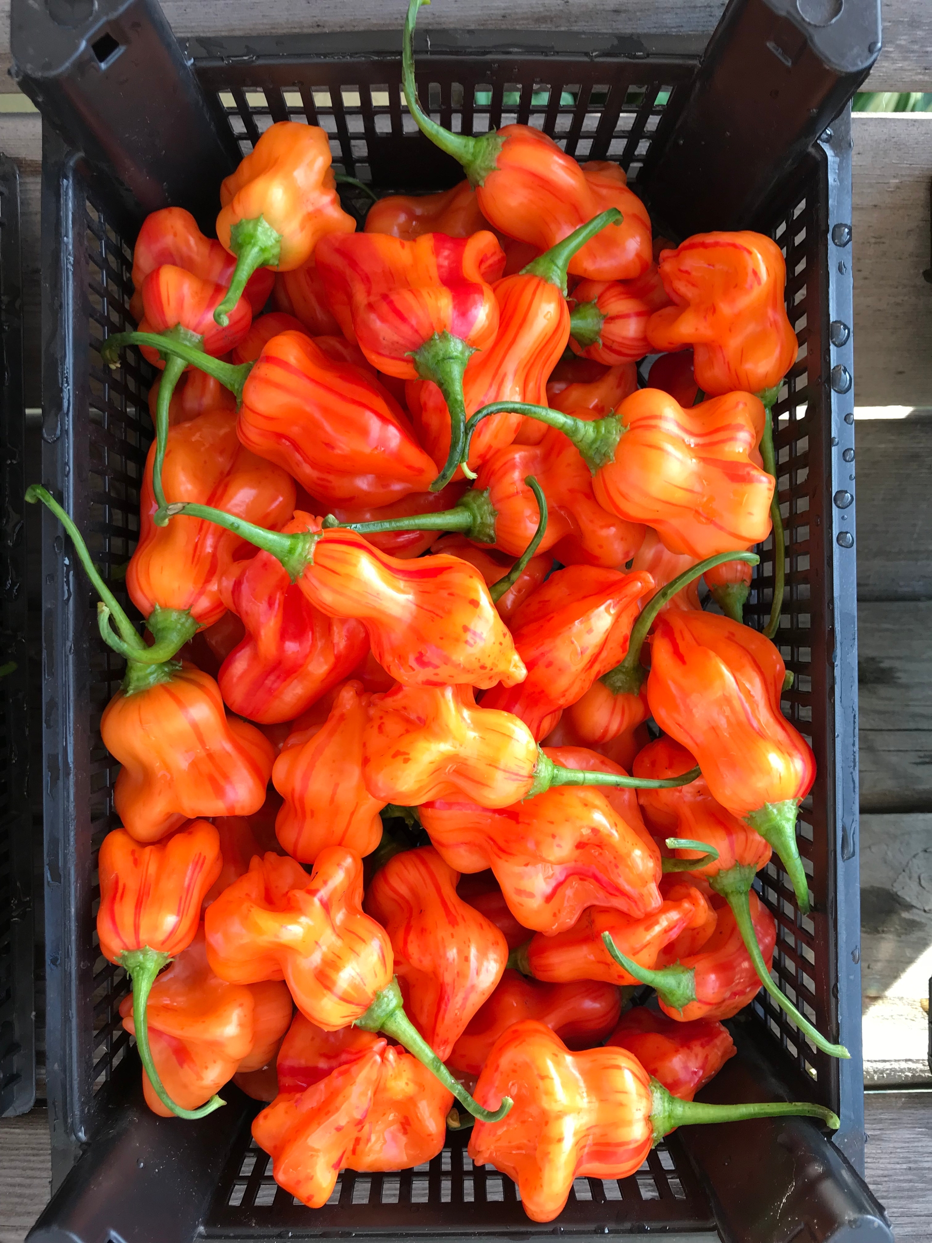 Семена острого перца Zebrange