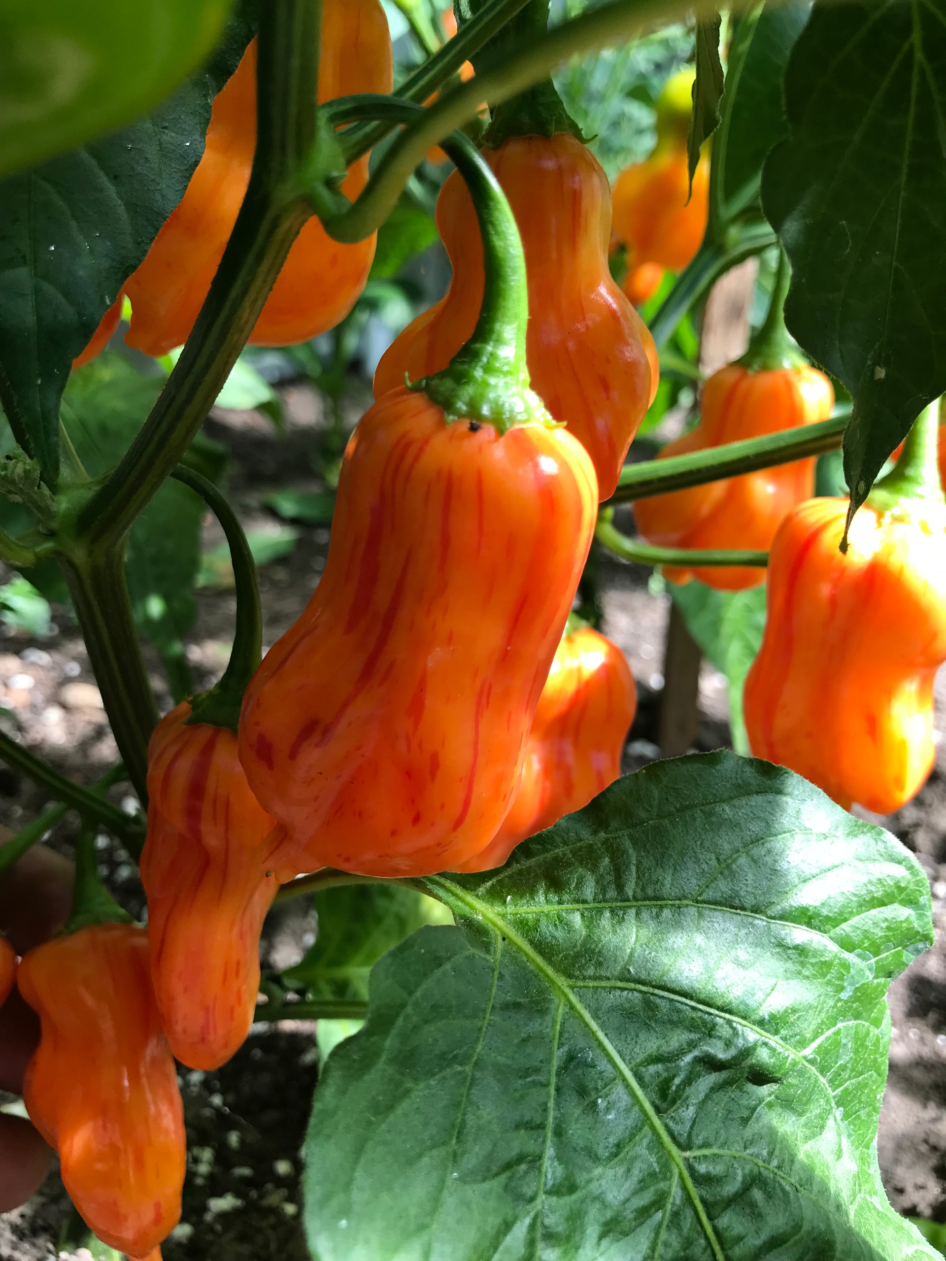 Выращивание острого перца Zebrange - фото 2