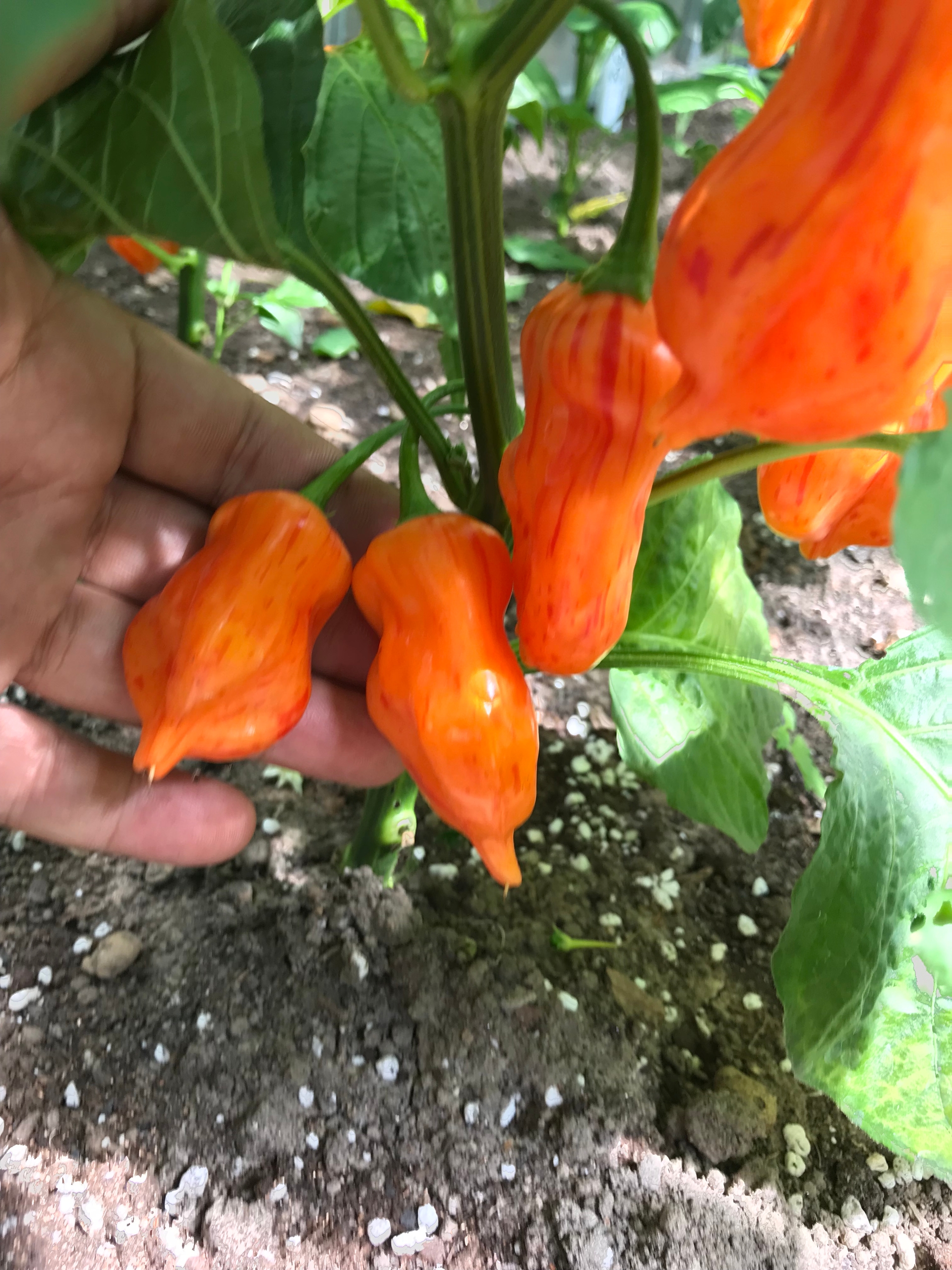 Сорт острого перца Zebrange - фото 3