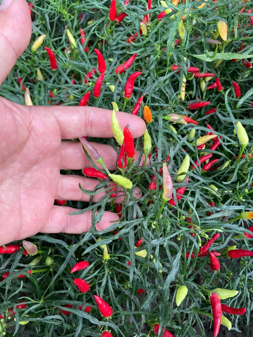 Семена острого перца Xion Mutant