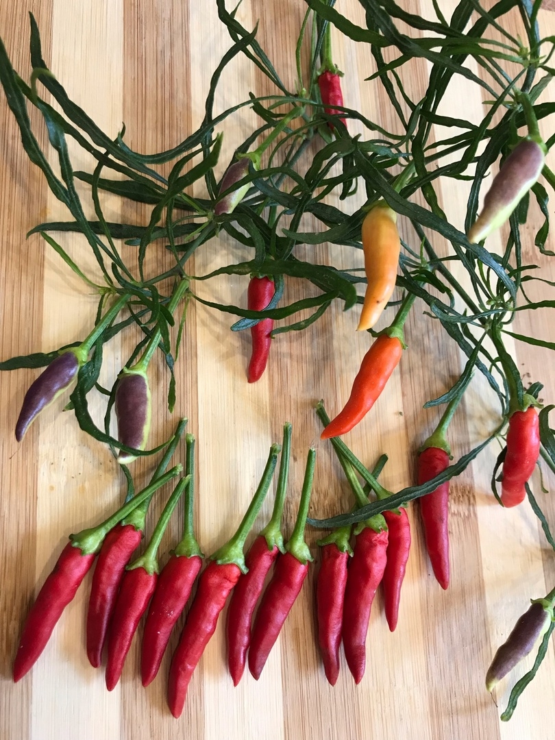 Выращивание острого перца Xion Mutant - фото 2