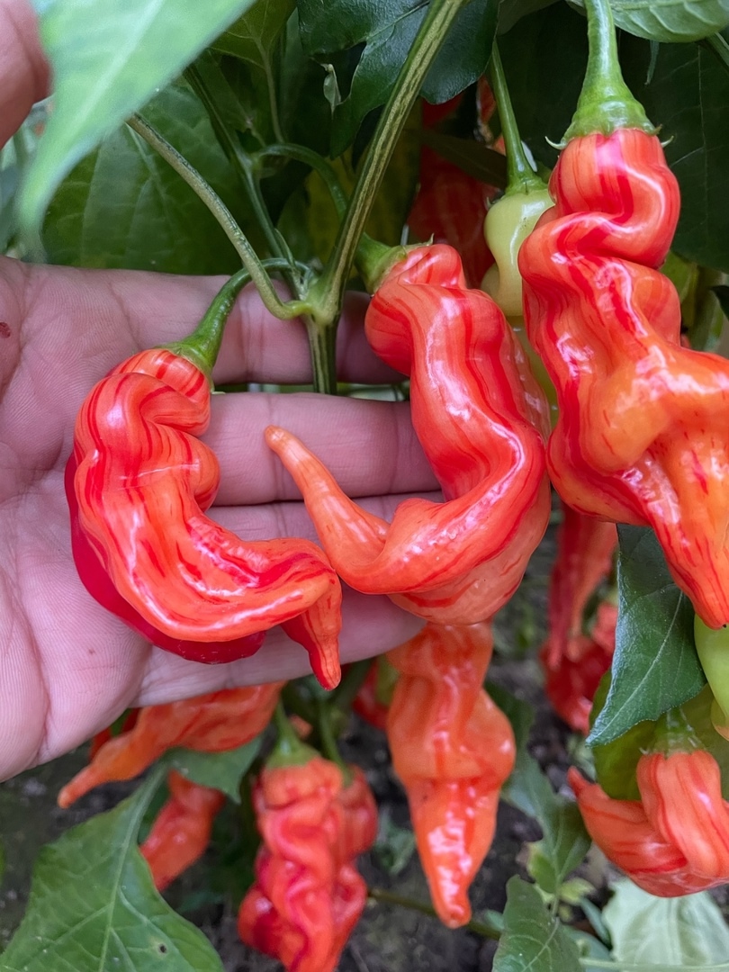 Семена острого перца Sugar Rush Stripey