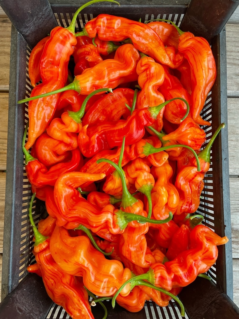 Выращивание острого перца Sugar Rush Stripey - фото 2