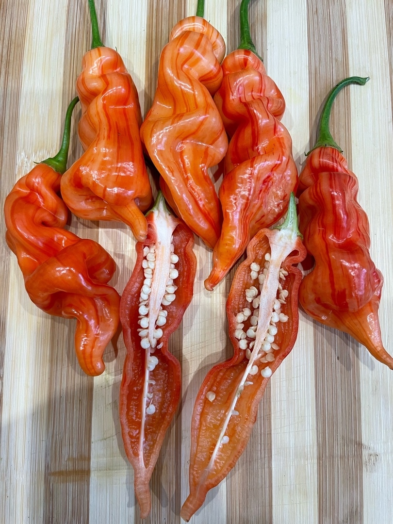 Сорт острого перца Sugar Rush Stripey - фото 3