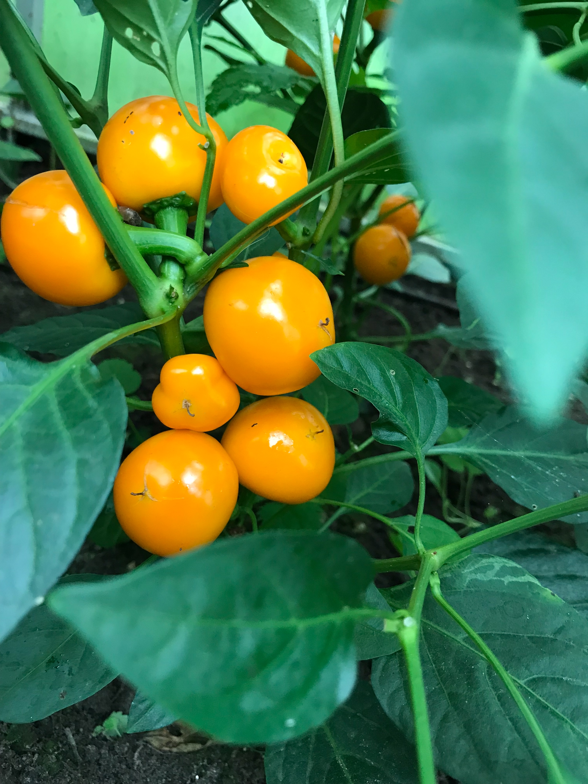 Семена острого перца Hot Cherry Orange