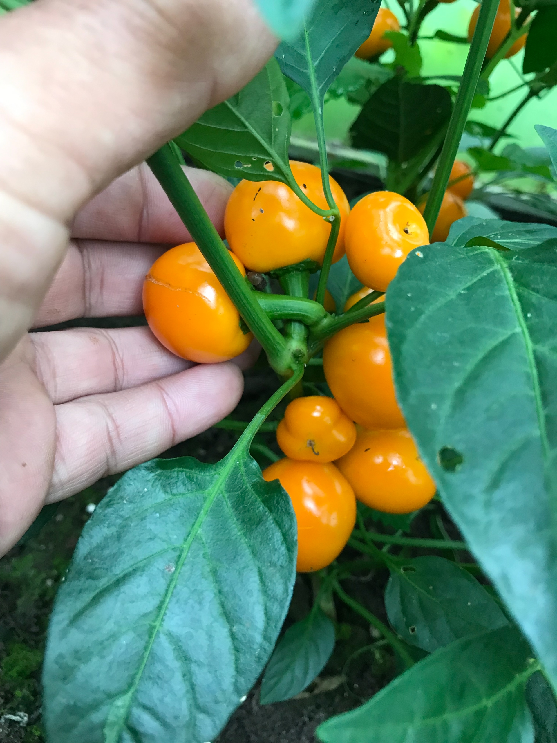 Выращивание острого перца Hot Cherry Orange - фото 2