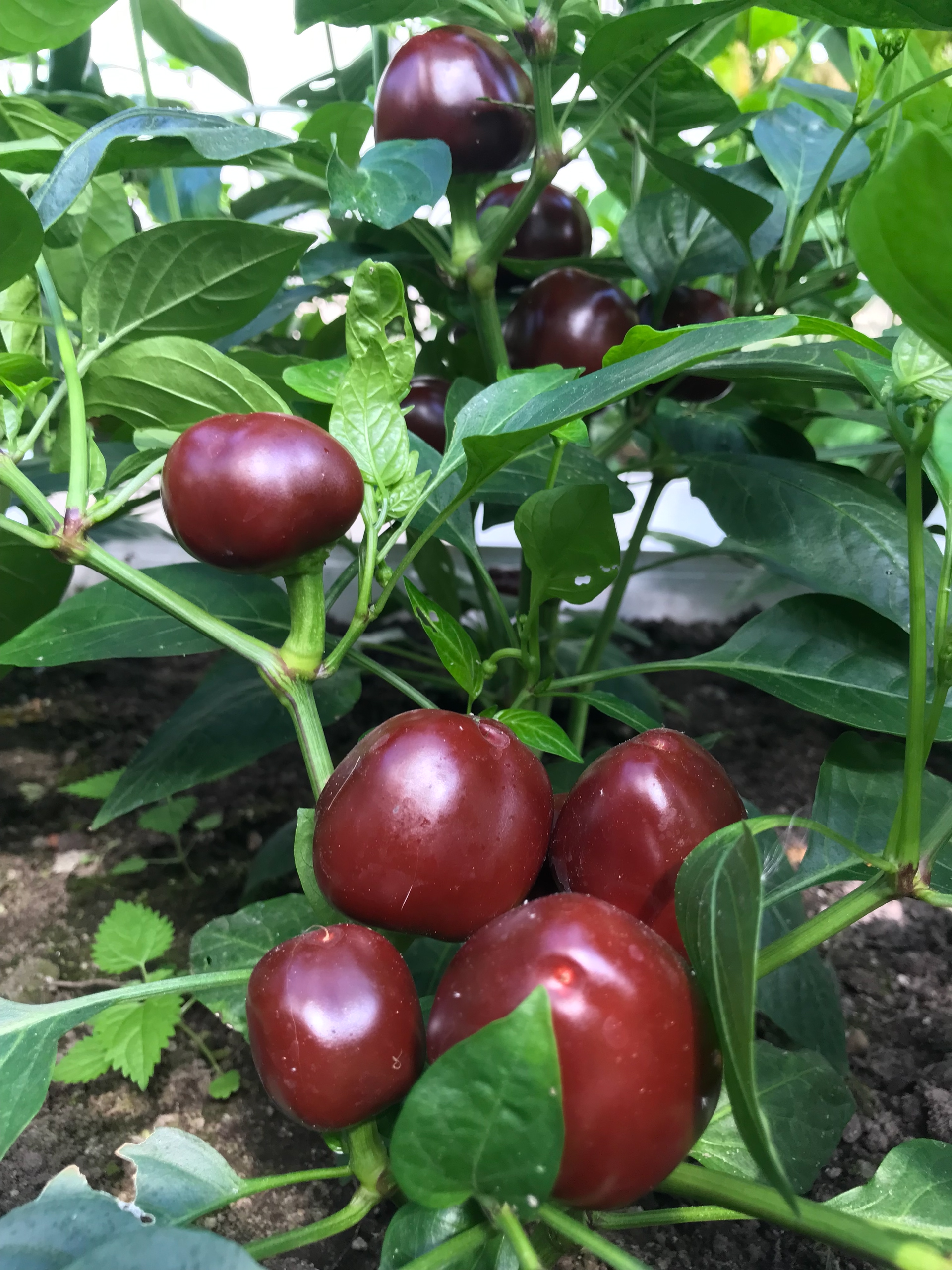 Семена острого перца Chocolate Cherry