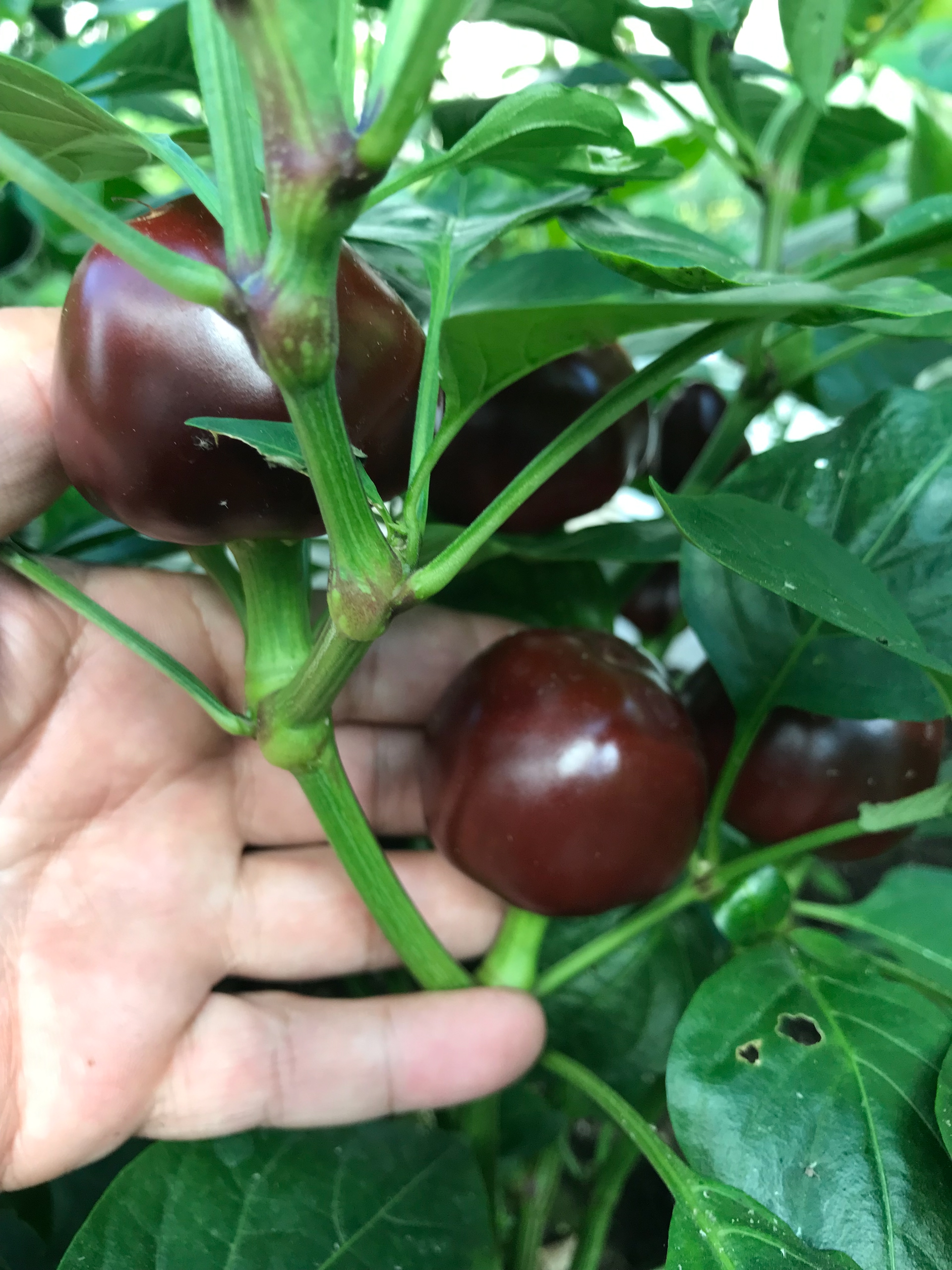 Выращивание острого перца Chocolate Cherry - фото 2