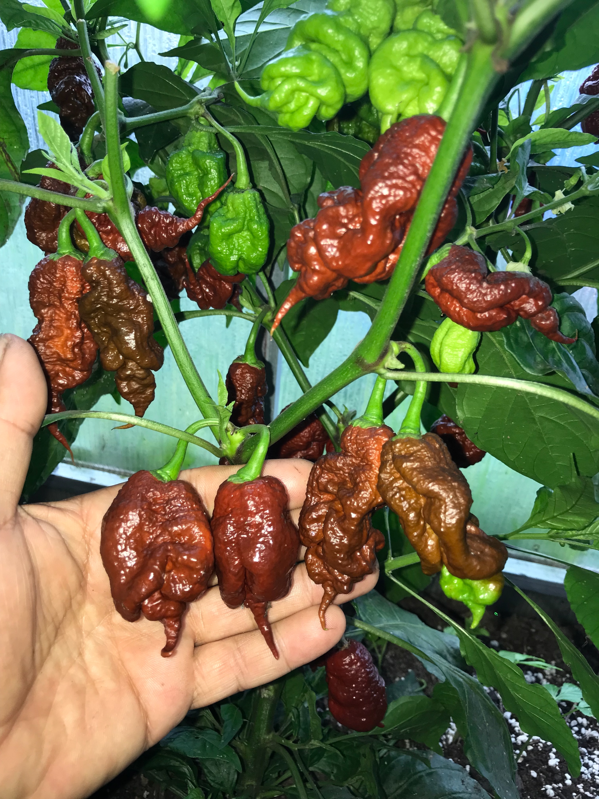 Семена острого перца The Beast chocolate