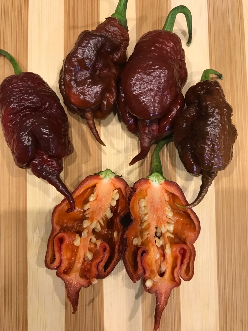 Выращивание острого перца The Beast chocolate - фото 2