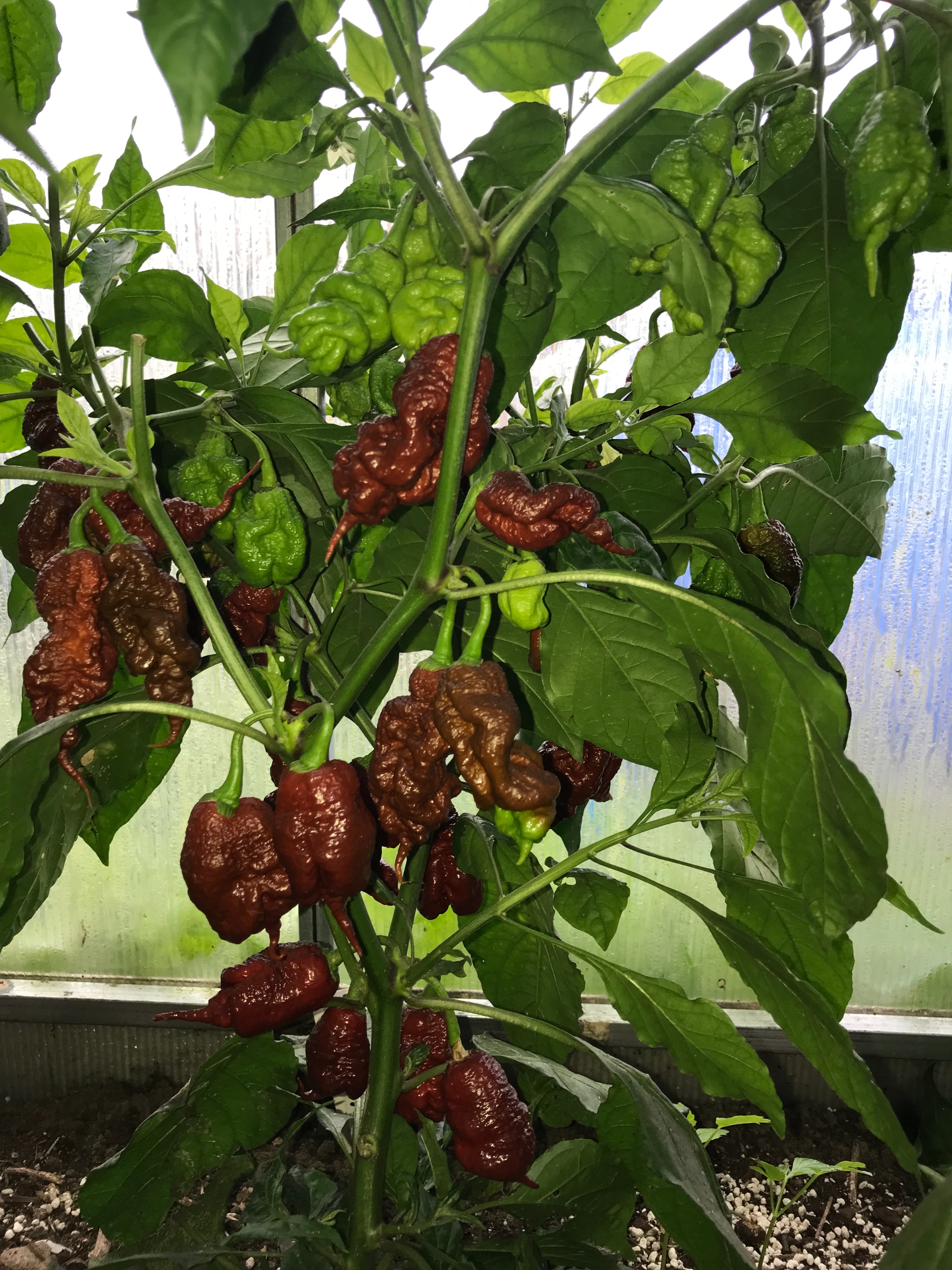 Сорт острого перца The Beast chocolate - фото 3