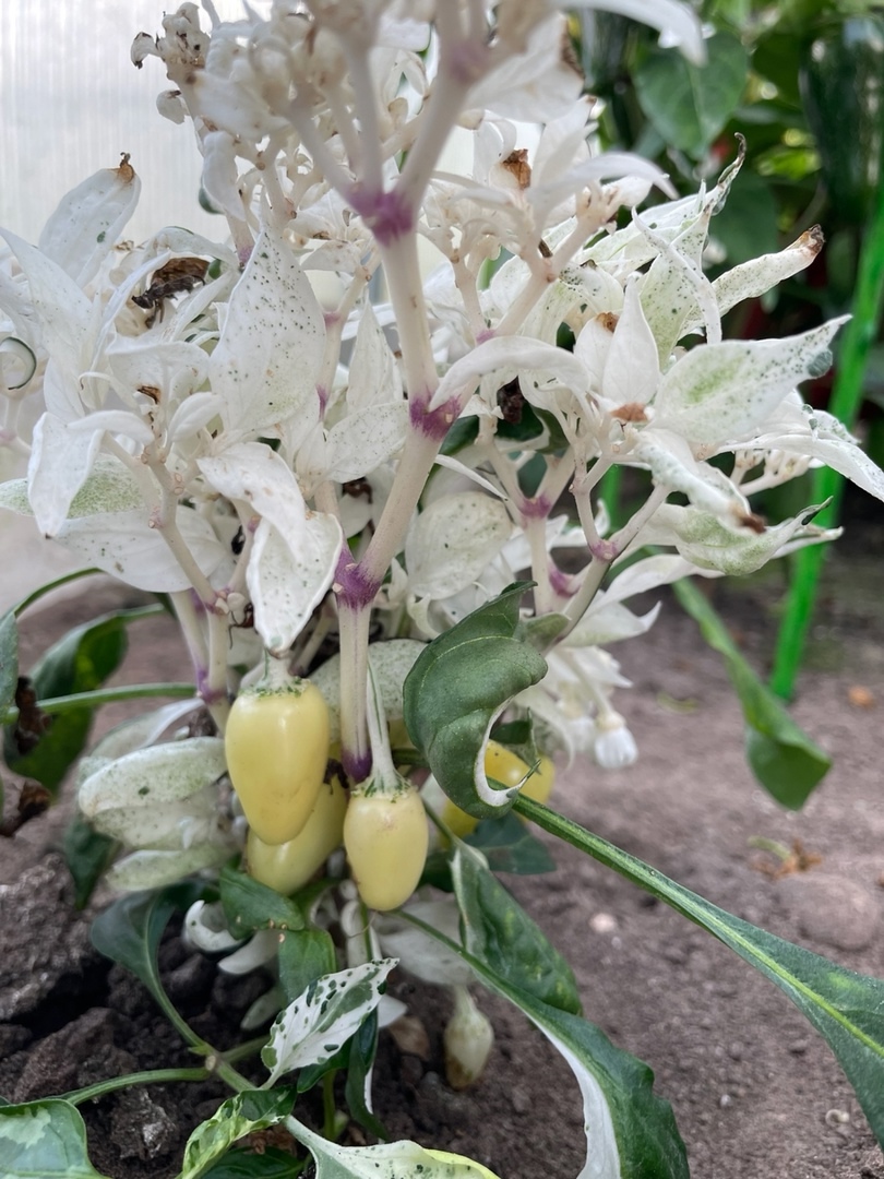 Семена острого перца Mattapeno Jalapeno