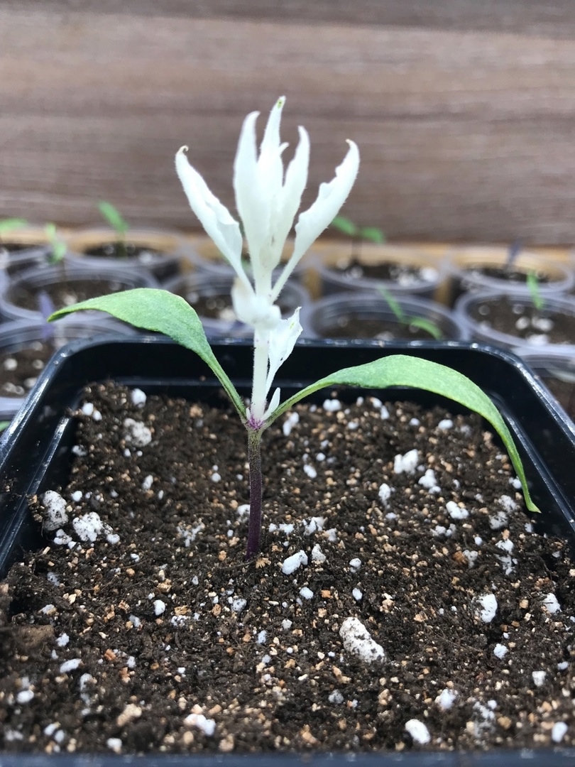 Выращивание острого перца Mattapeno Jalapeno - фото 2