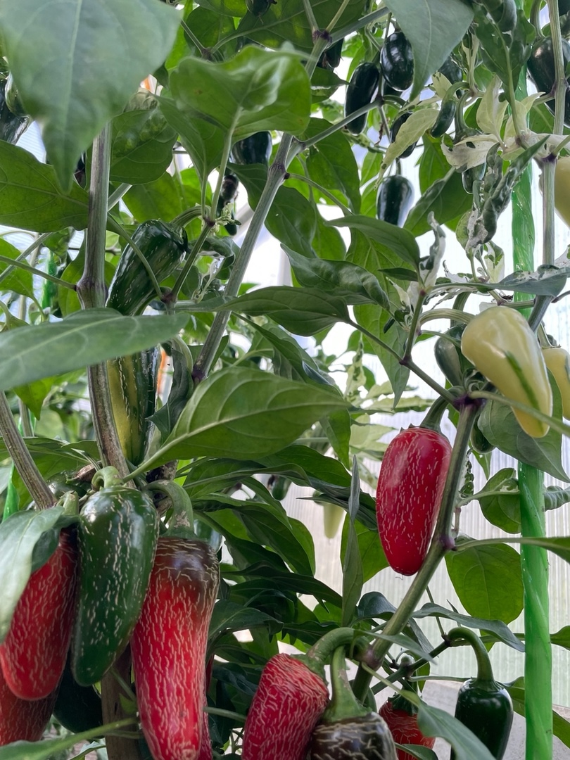 Сорт острого перца Mattapeno Jalapeno - фото 3