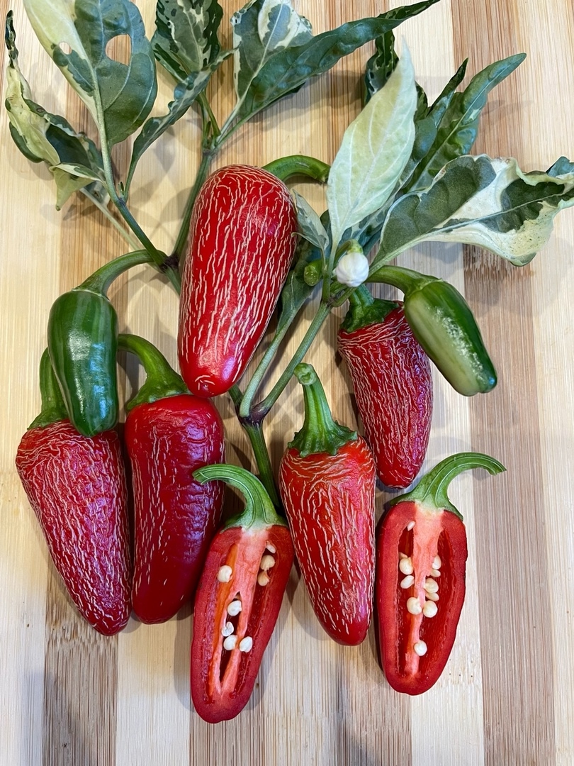 Плоды острого перца Mattapeno Jalapeno - фото 4