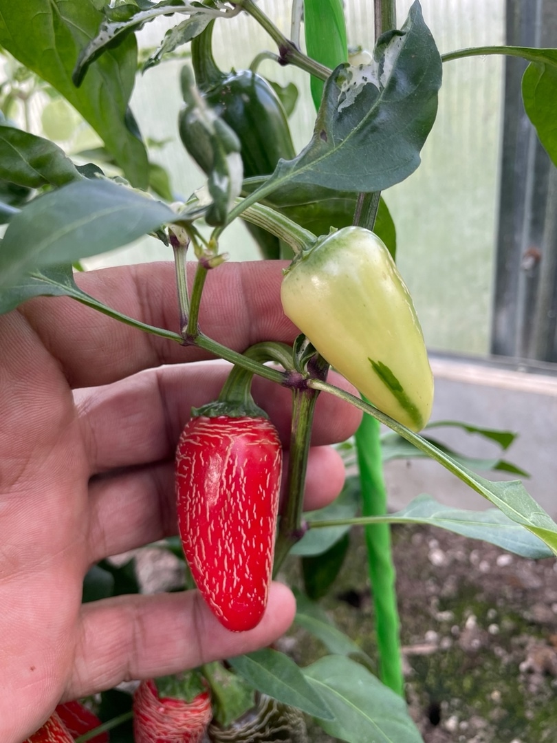 Что вырастает из семян острого перца Mattapeno Jalapeno - фото 5