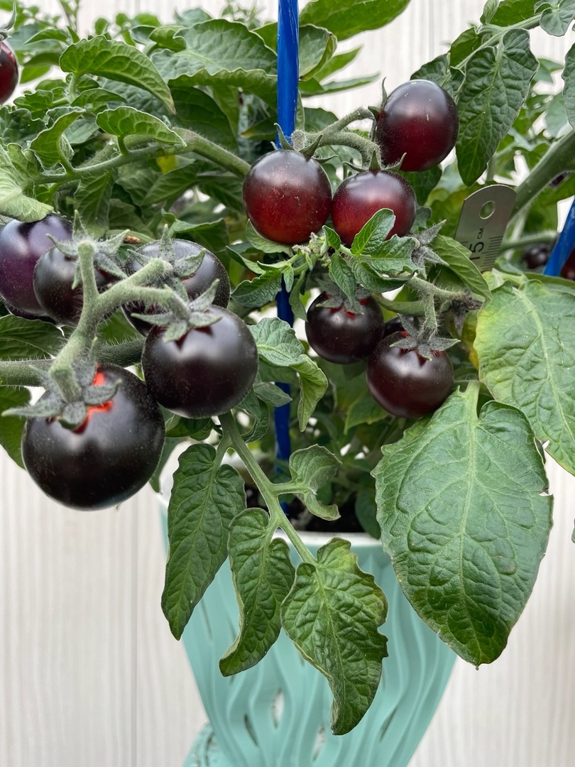 Семена томатов Inkspot Micro Dwarf (Микро гном Чернильница)