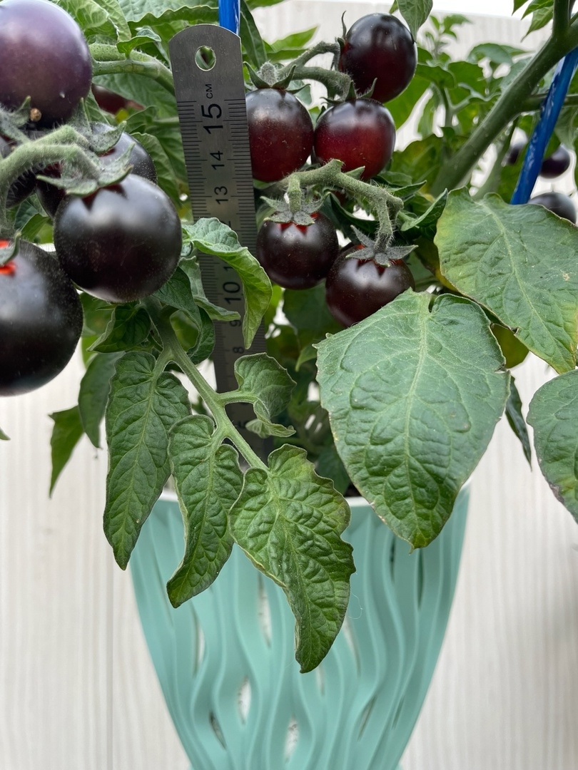 Выращивание томатов Inkspot Micro Dwarf (Микро гном Чернильница) - фото 2