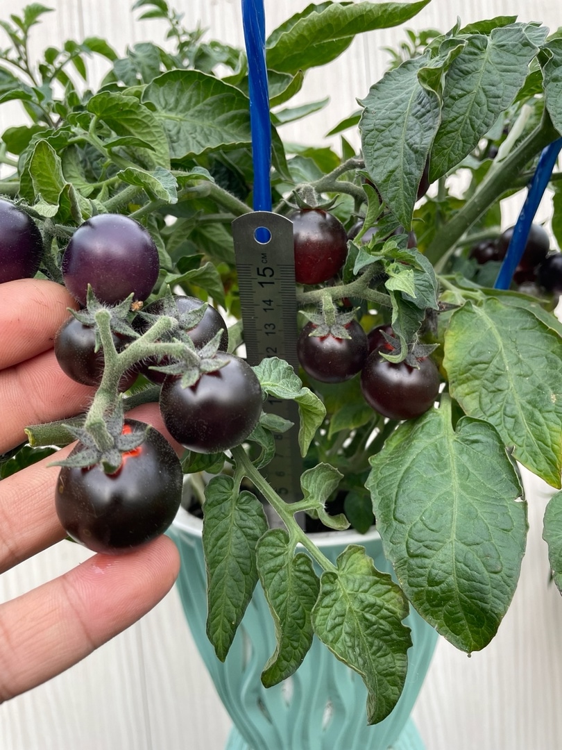 Сорт томатов Inkspot Micro Dwarf (Микро гном Чернильница) - фото 3