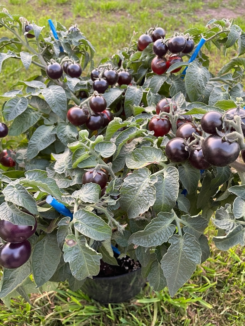 Плоды томатов Inkspot Micro Dwarf (Микро гном Чернильница) - фото 4