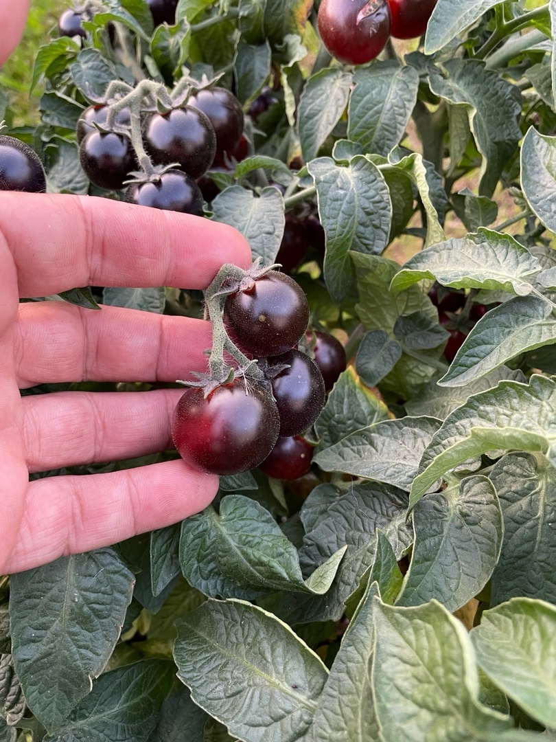 Что вырастает из семян томатов Inkspot Micro Dwarf (Микро гном Чернильница) - фото 5