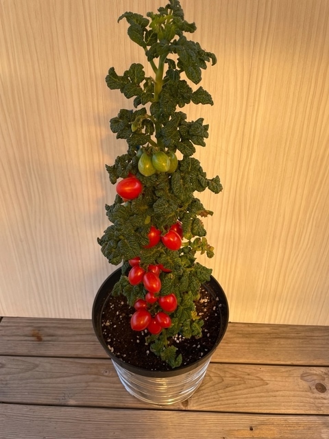 Семена томатов Curly Kaley (Кудрявая Кейли)