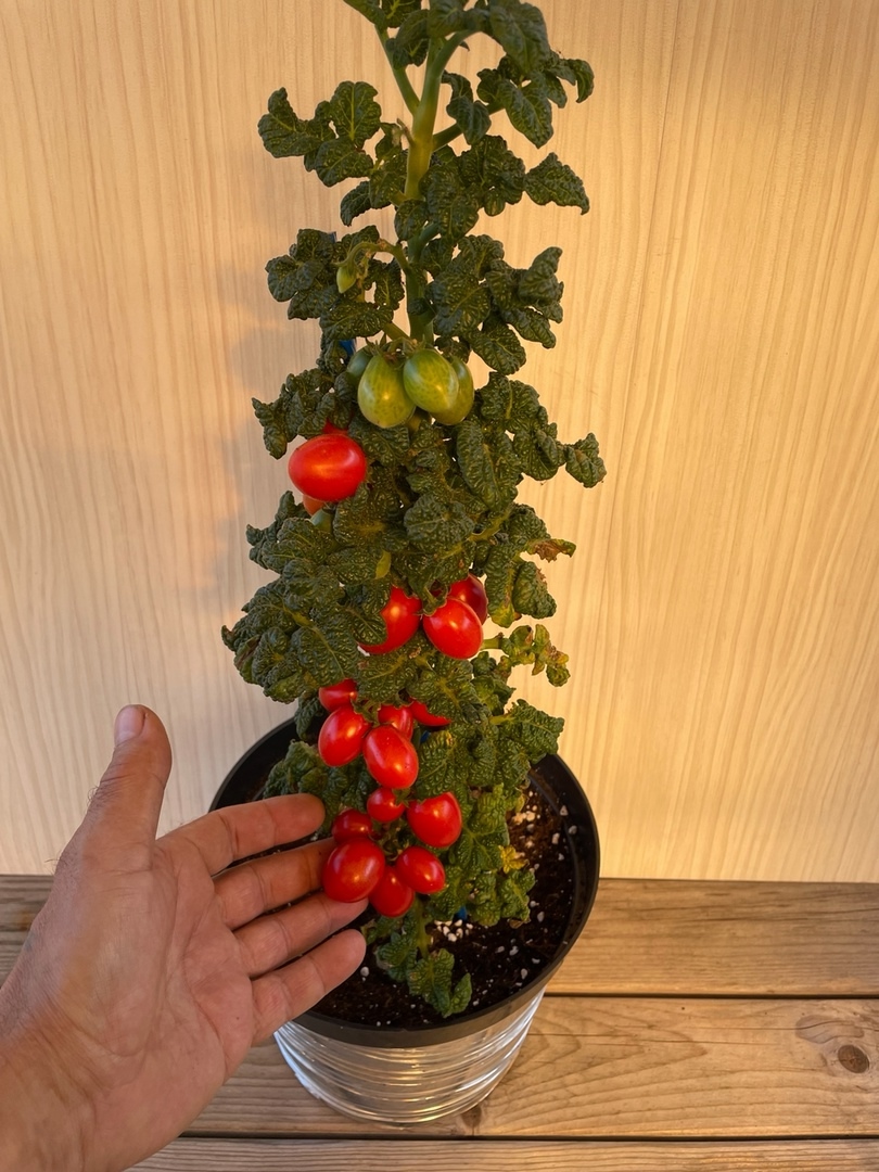 Выращивание томатов Curly Kaley (Кудрявая Кейли) - фото 2