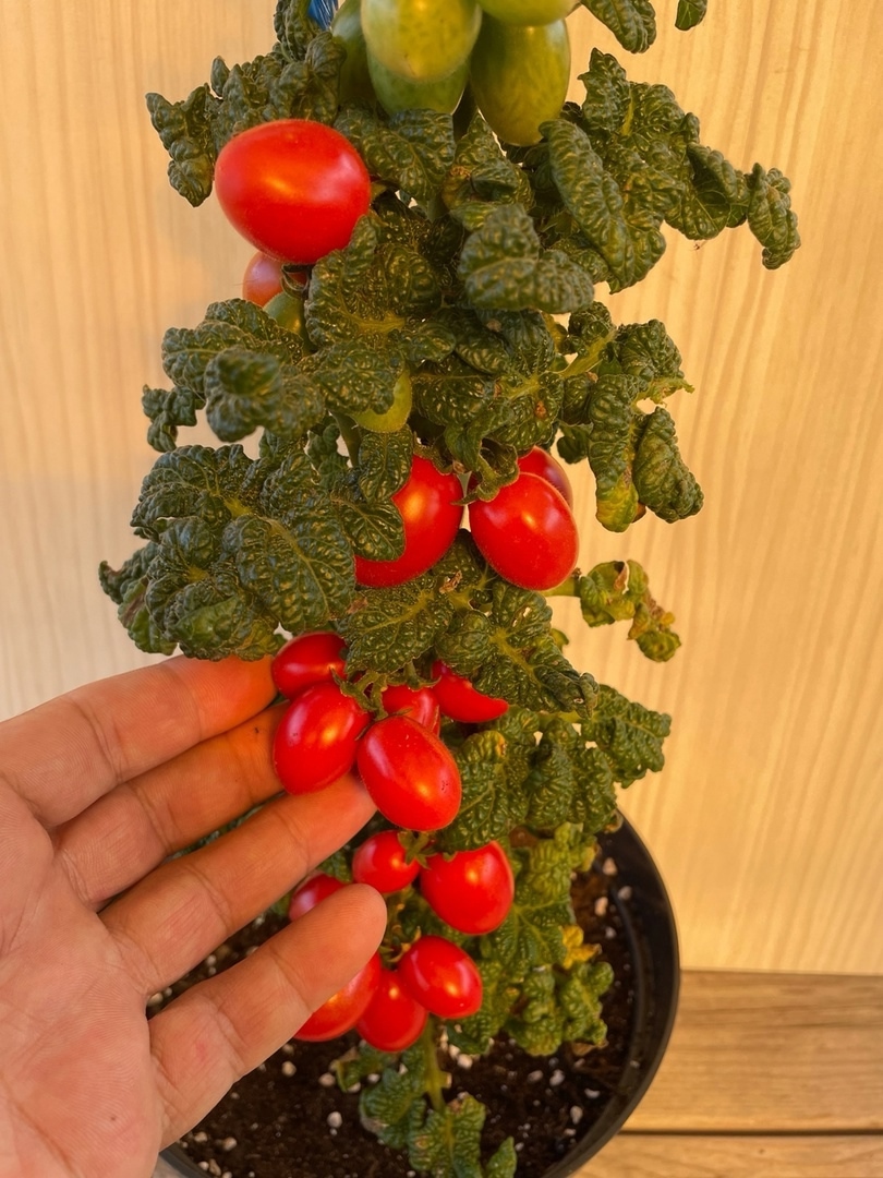 Сорт томатов Curly Kaley (Кудрявая Кейли) - фото 3