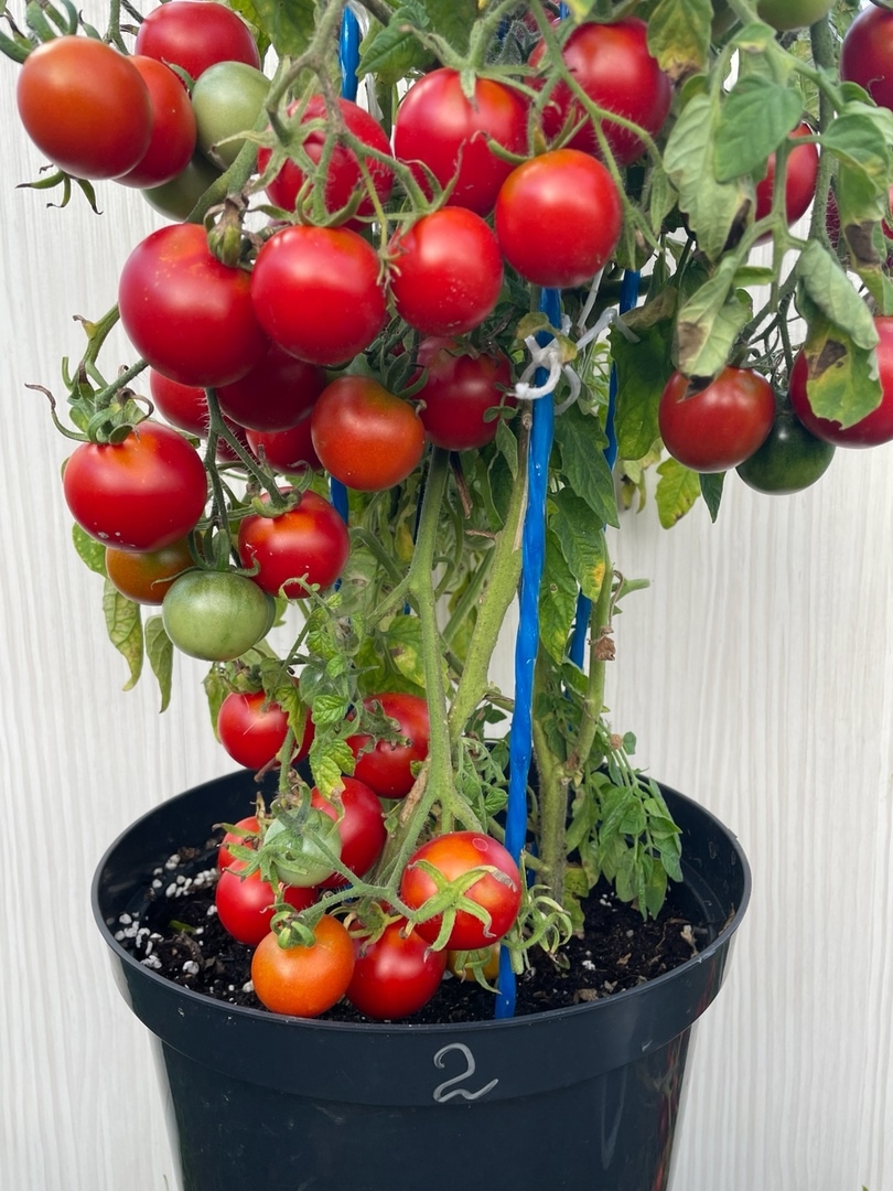 Семена томатов Пиноккио