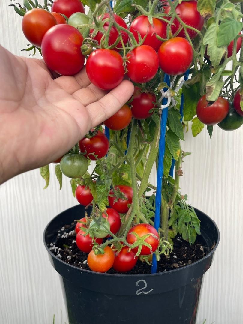 Выращивание томатов Пиноккио - фото 2