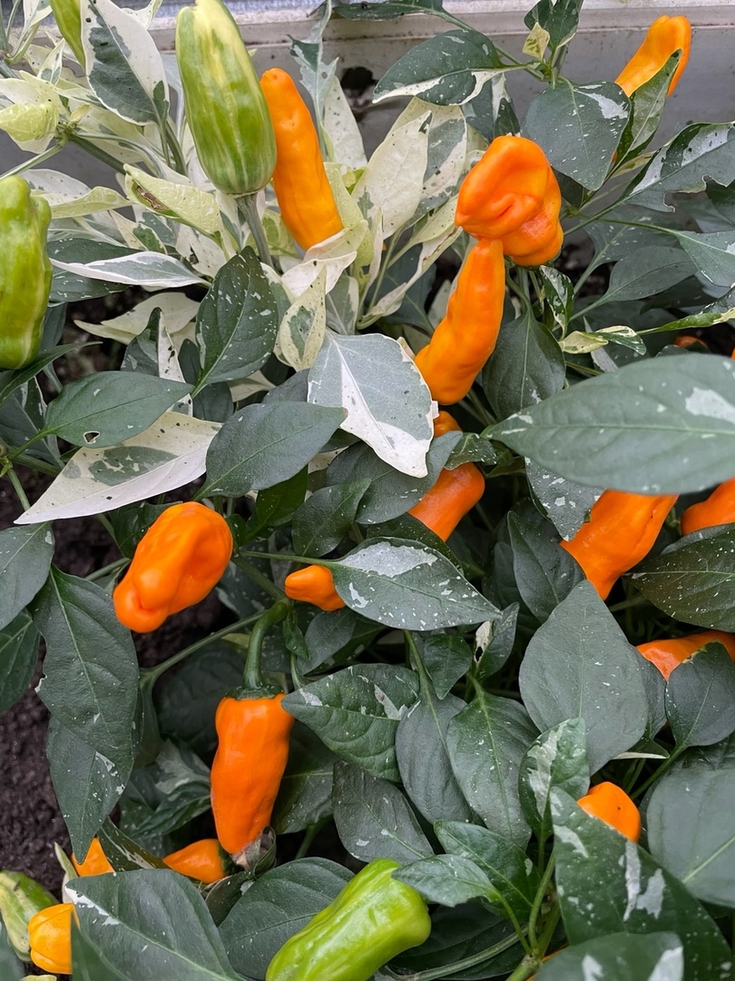 Семена острого перца Orange Fish Pepper