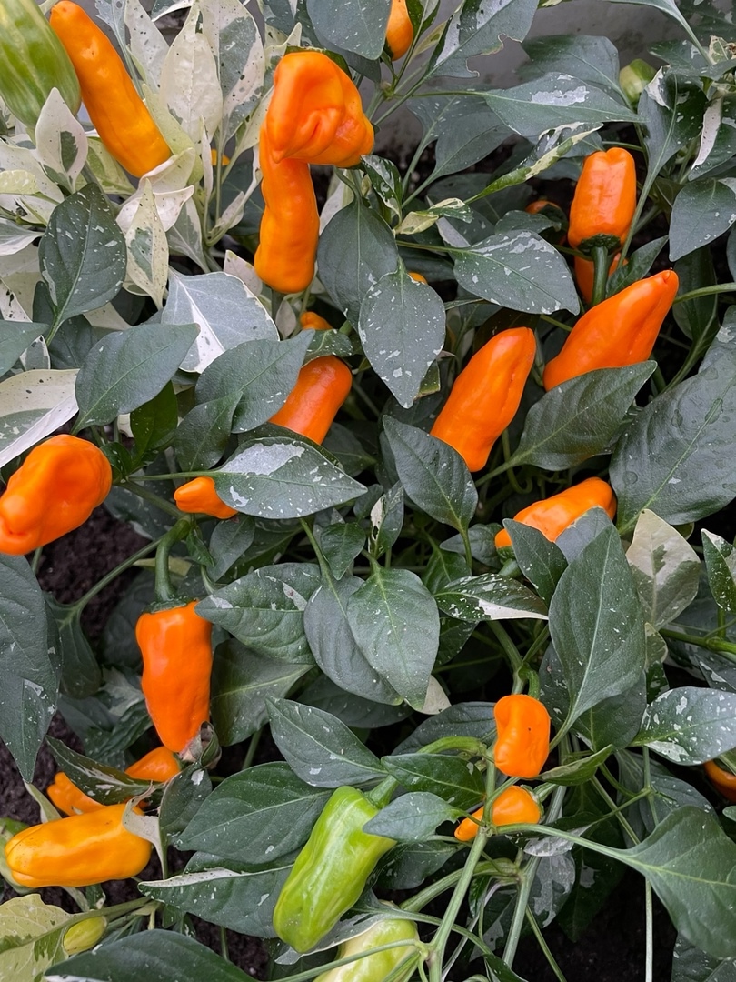Выращивание острого перца Orange Fish Pepper - фото 2