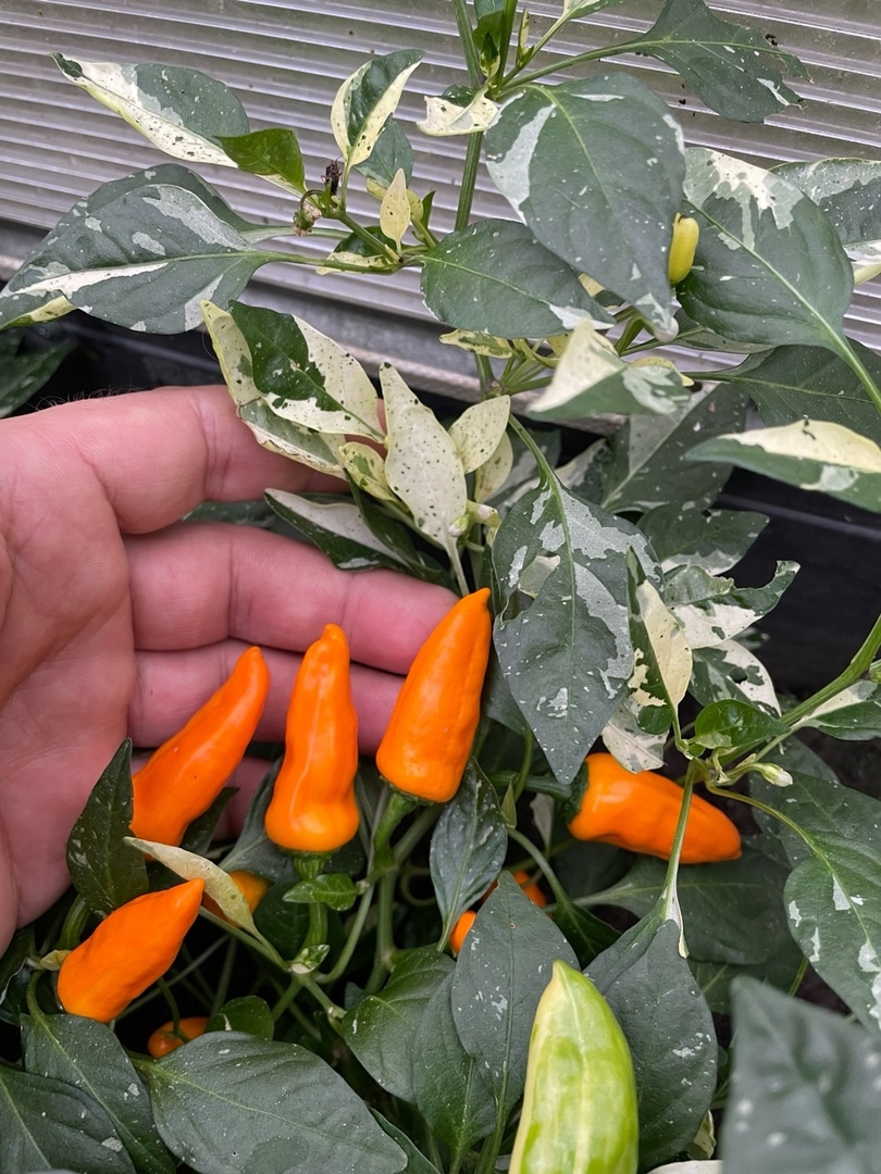 Сорт острого перца Orange Fish Pepper - фото 3