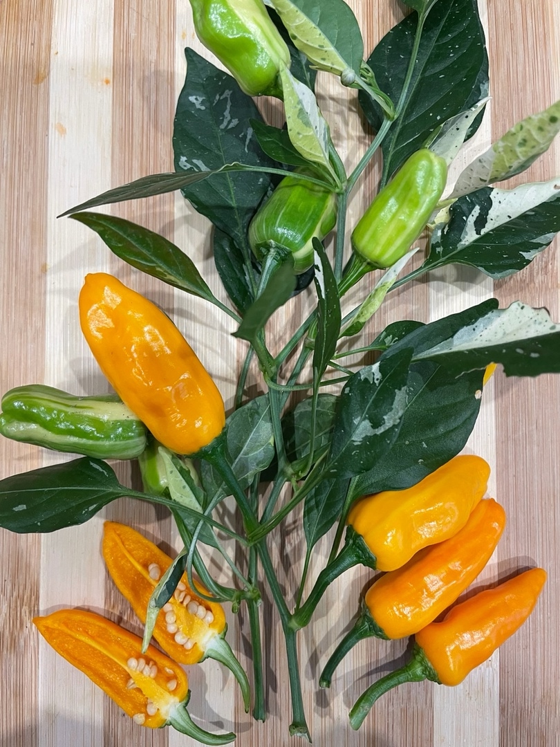 Плоды острого перца Orange Fish Pepper - фото 4