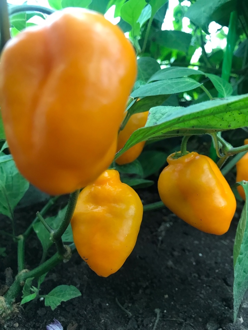 Выращивание острого перца Rocoto Rio Hualaga Orange - фото 2