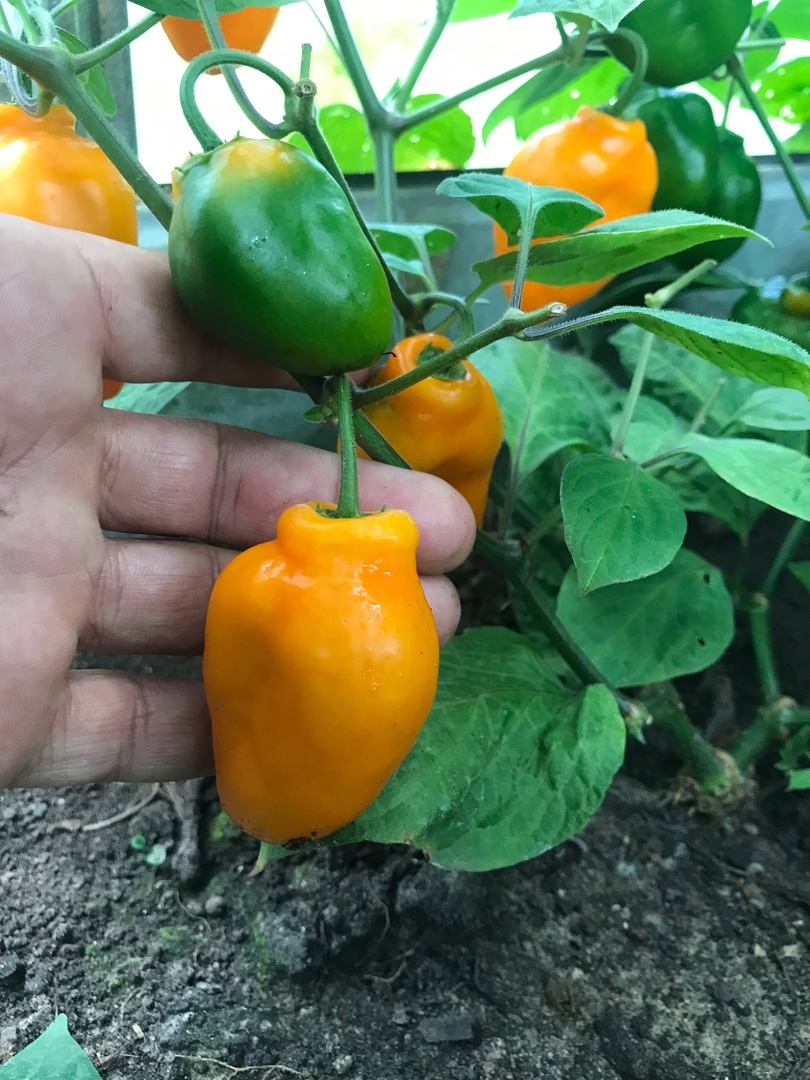 Сорт острого перца Rocoto Rio Hualaga Orange - фото 3