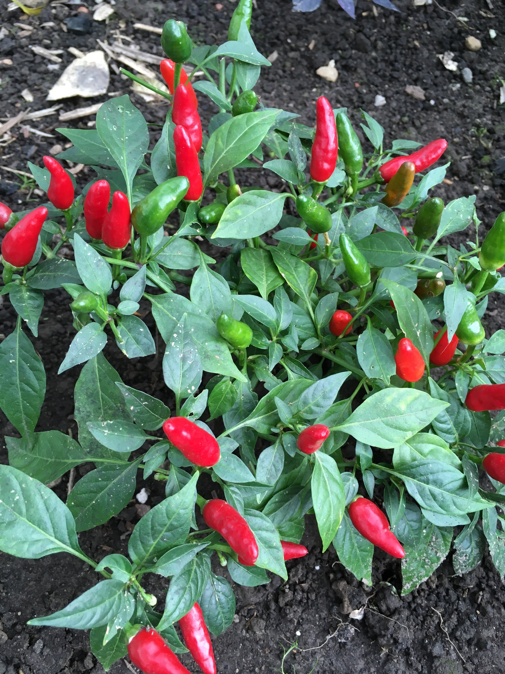 Семена острого перца Zimbabwe bird pepper