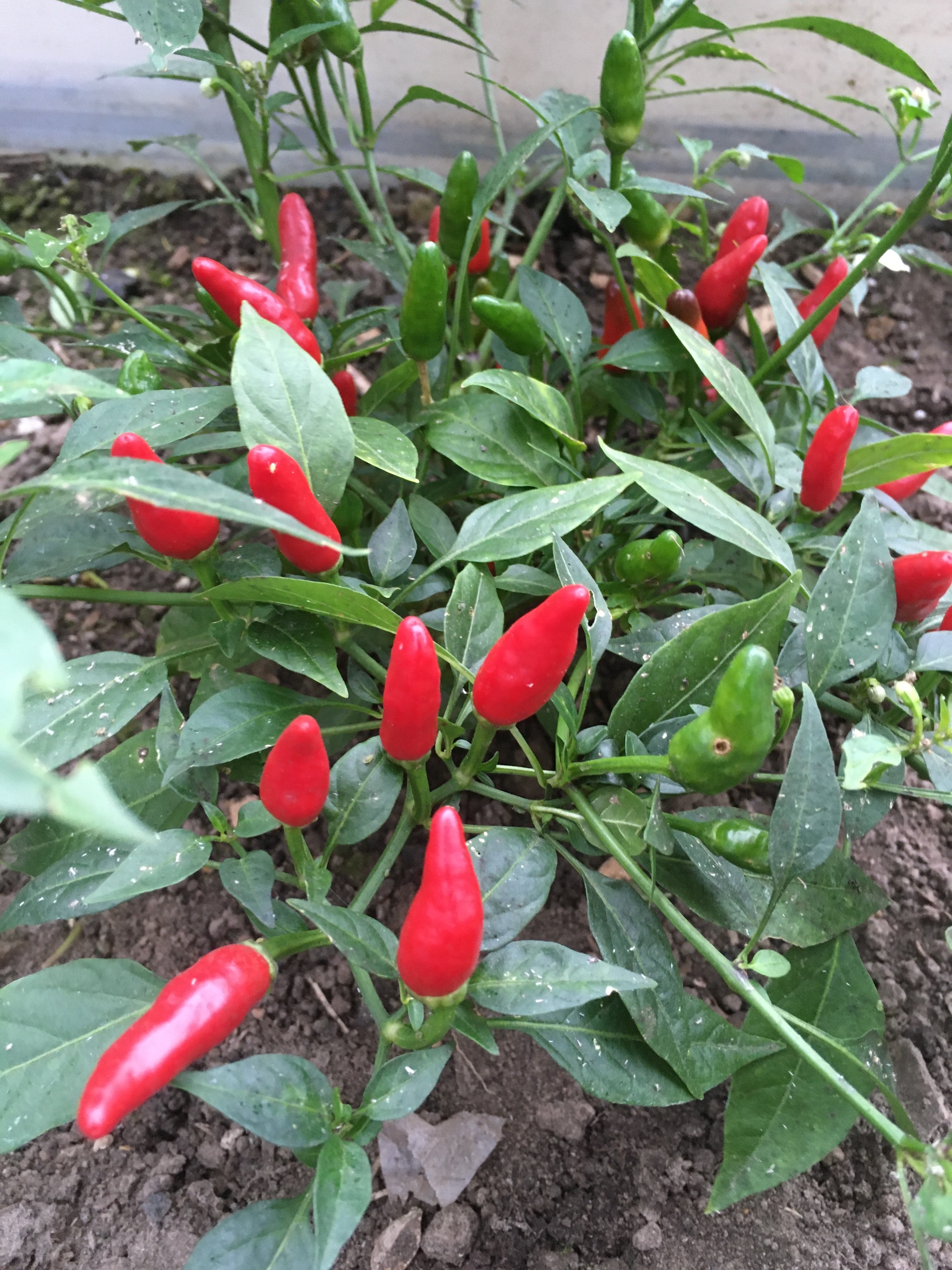 Выращивание острого перца Zimbabwe bird pepper - фото 2