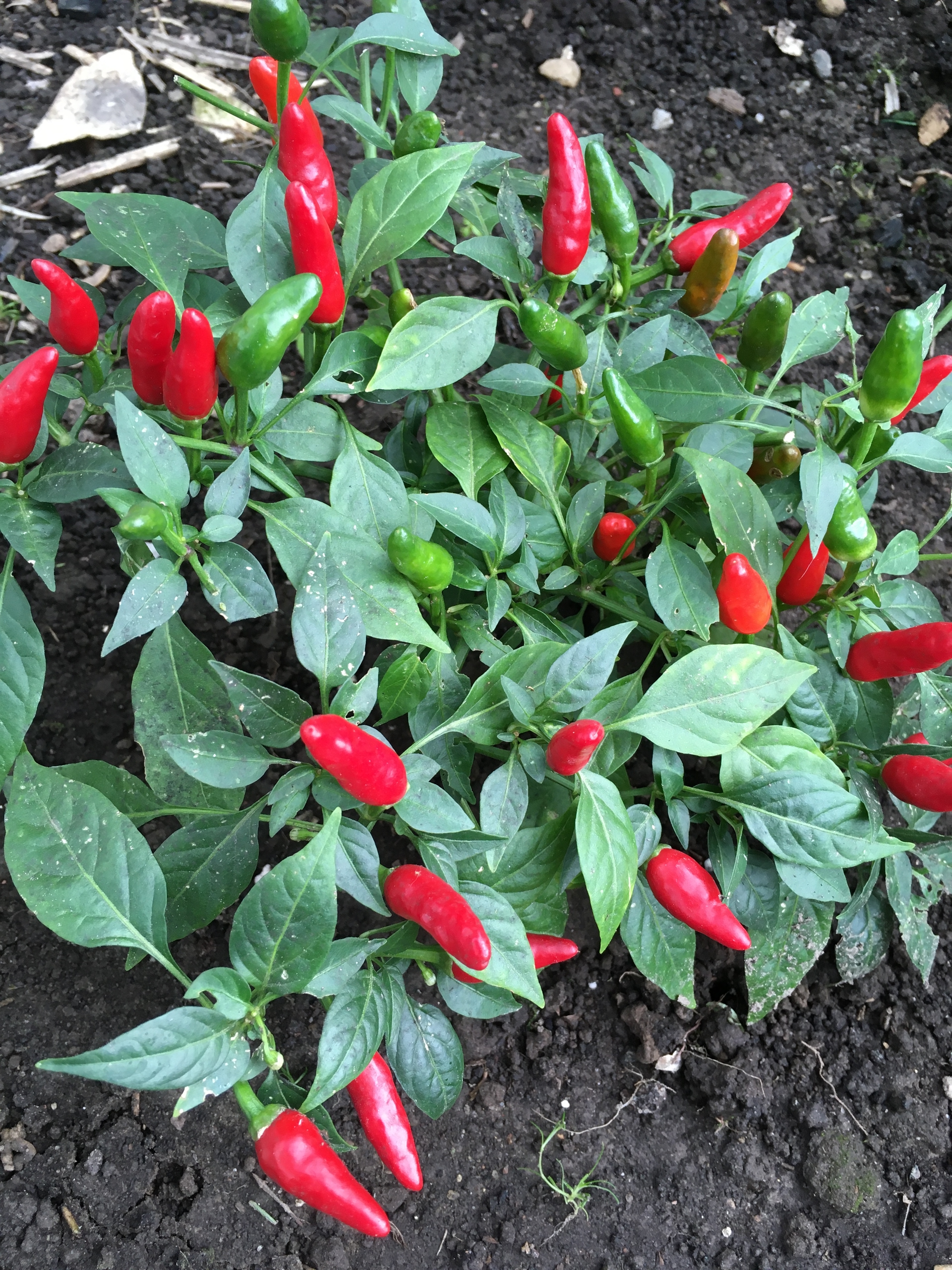 Сорт острого перца Zimbabwe bird pepper - фото 3