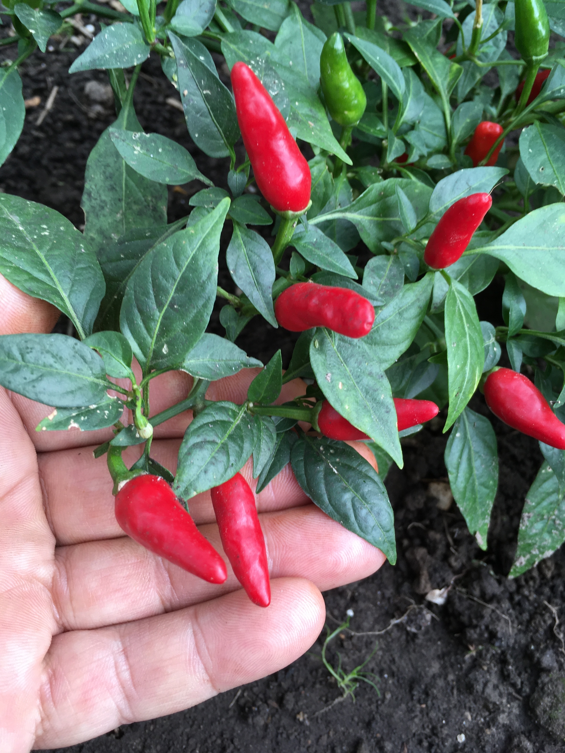 Плоды острого перца Zimbabwe bird pepper - фото 4