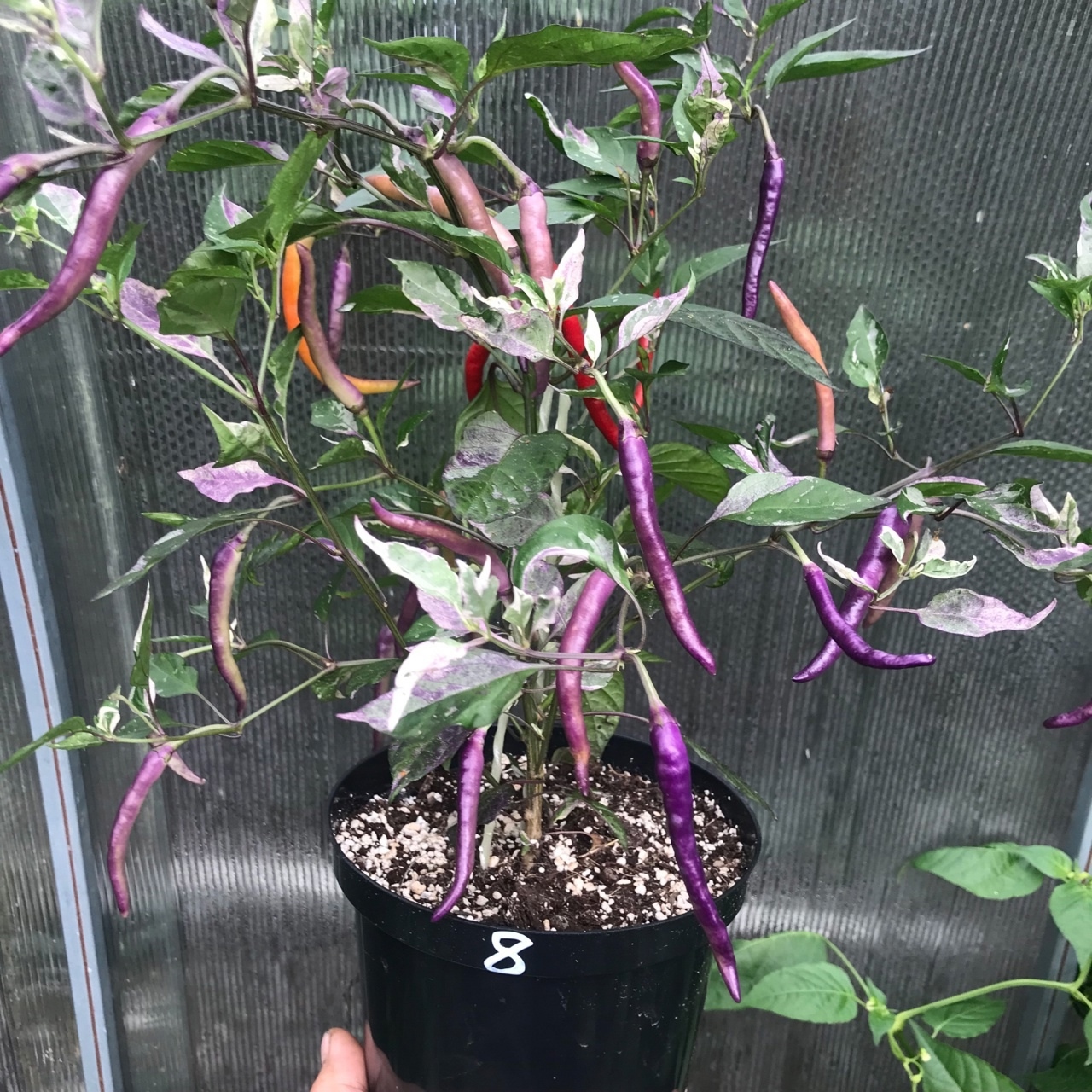 Семена острого перца Dream Catcher × TMLH (Thunder Mountain Longhorn)