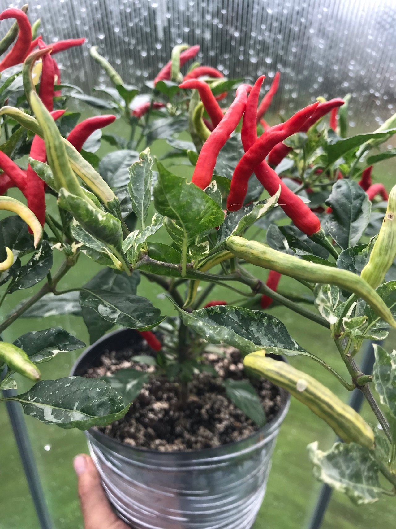 Семена острого перца Dream Catcher white × TMLH (Thunder Mountain Longhorn)