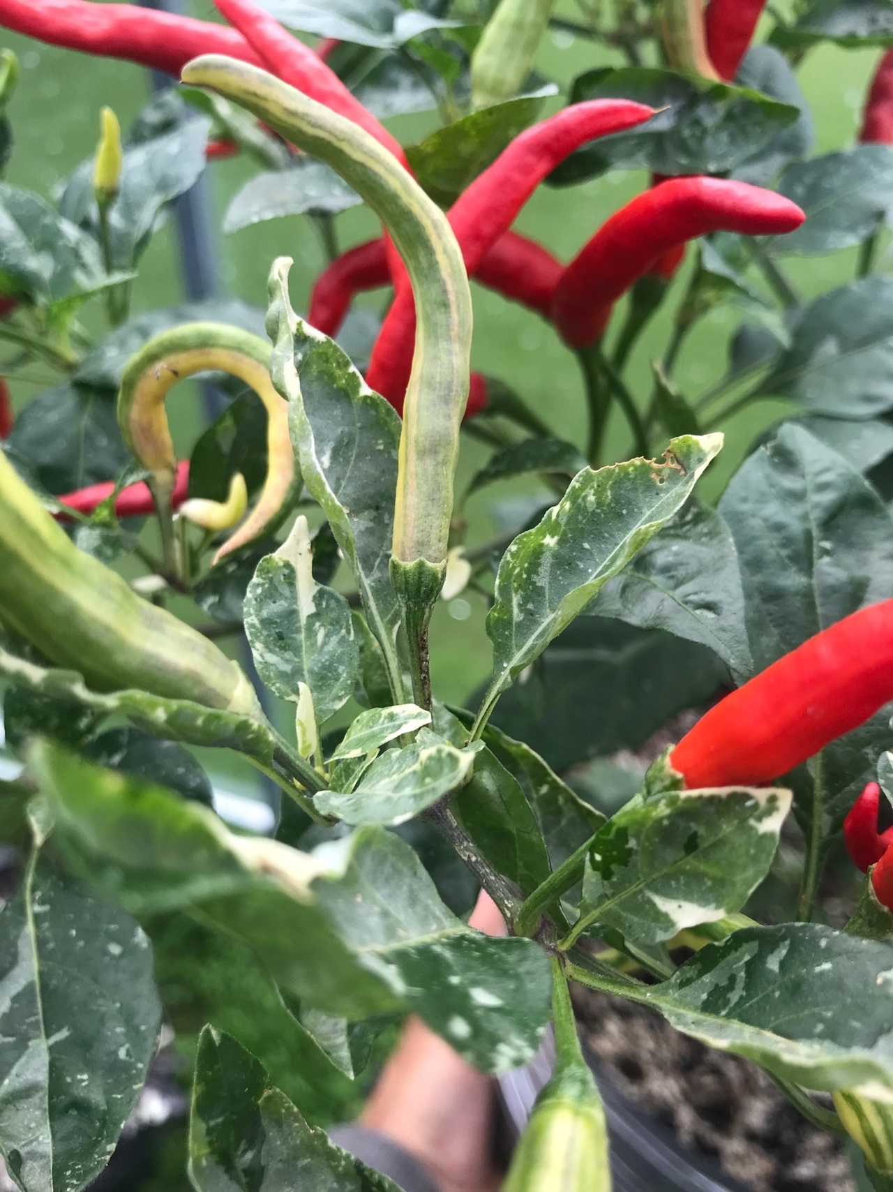 Выращивание острого перца Dream Catcher white × TMLH (Thunder Mountain Longhorn) - фото 2