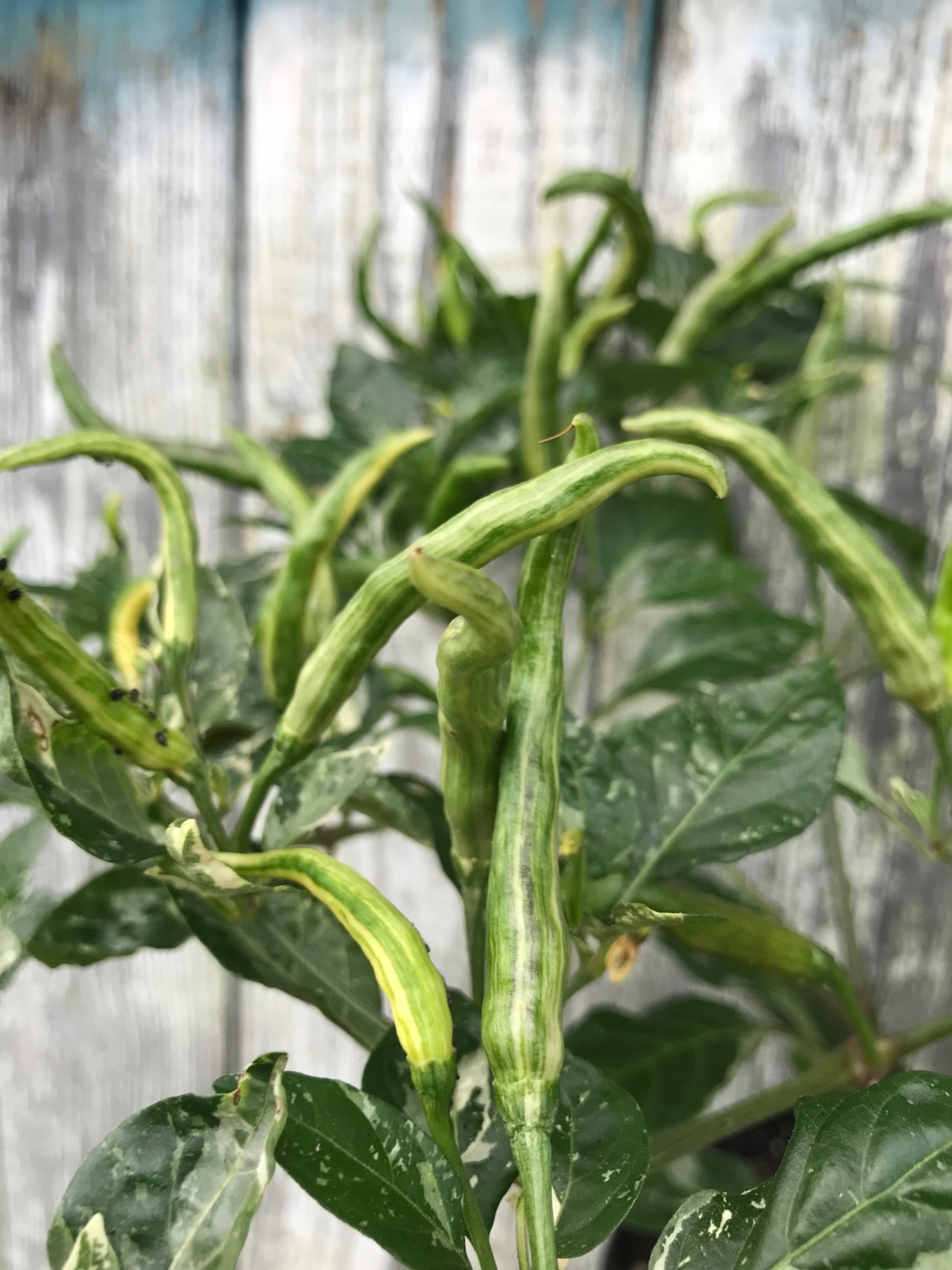 Сорт острого перца Dream Catcher white × TMLH (Thunder Mountain Longhorn) - фото 3