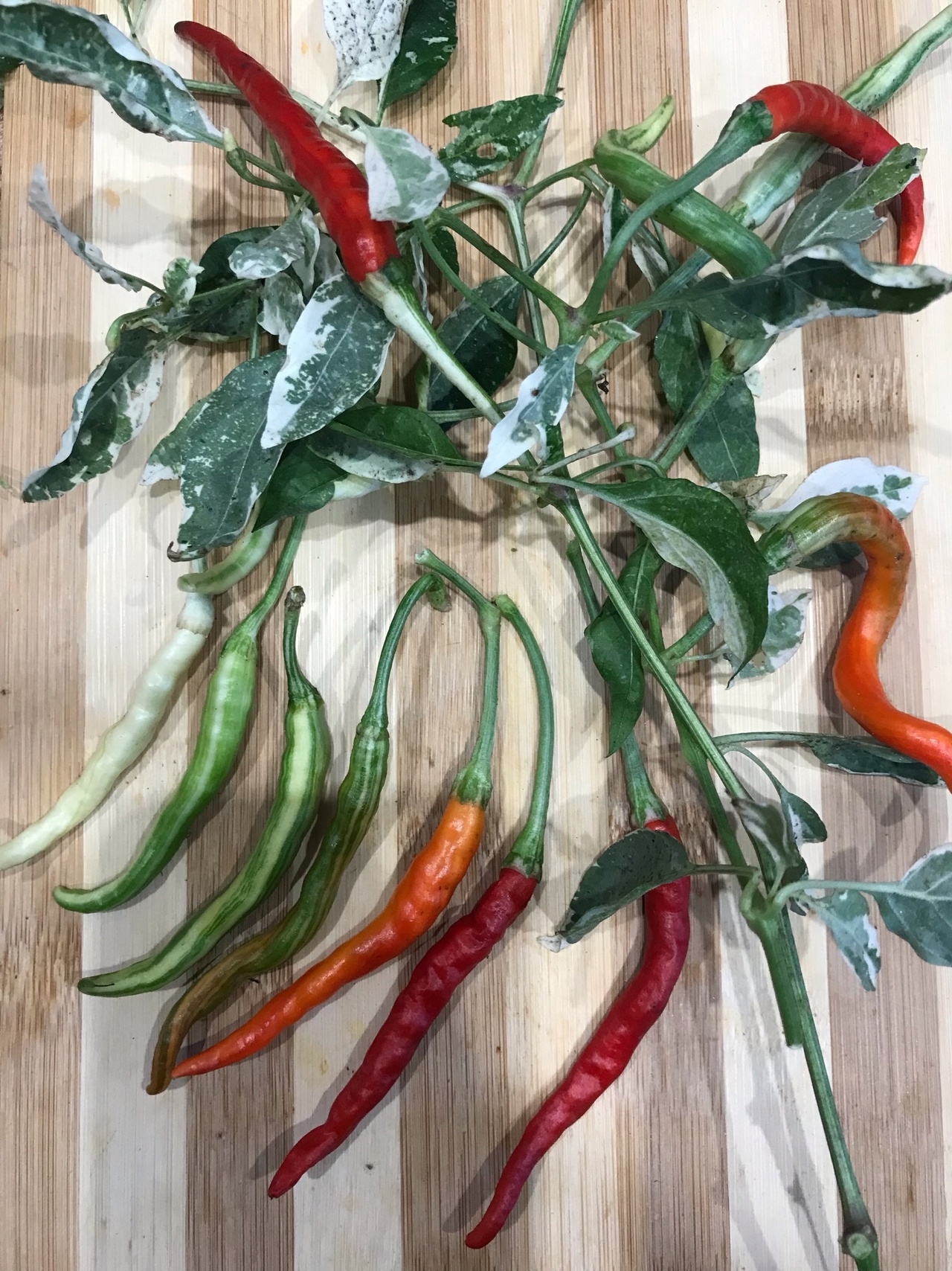 Плоды острого перца Dream Catcher white × TMLH (Thunder Mountain Longhorn) - фото 4