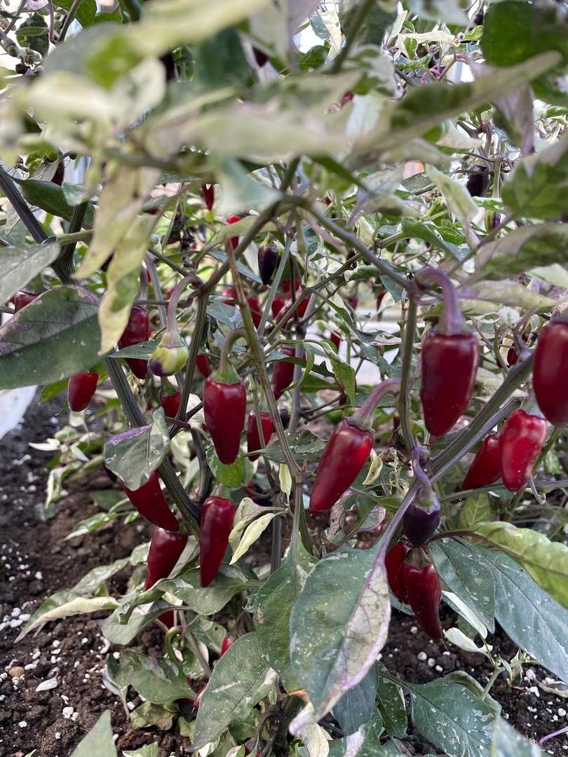 Семена острого перца Dream catcher x Purple Jalapeno