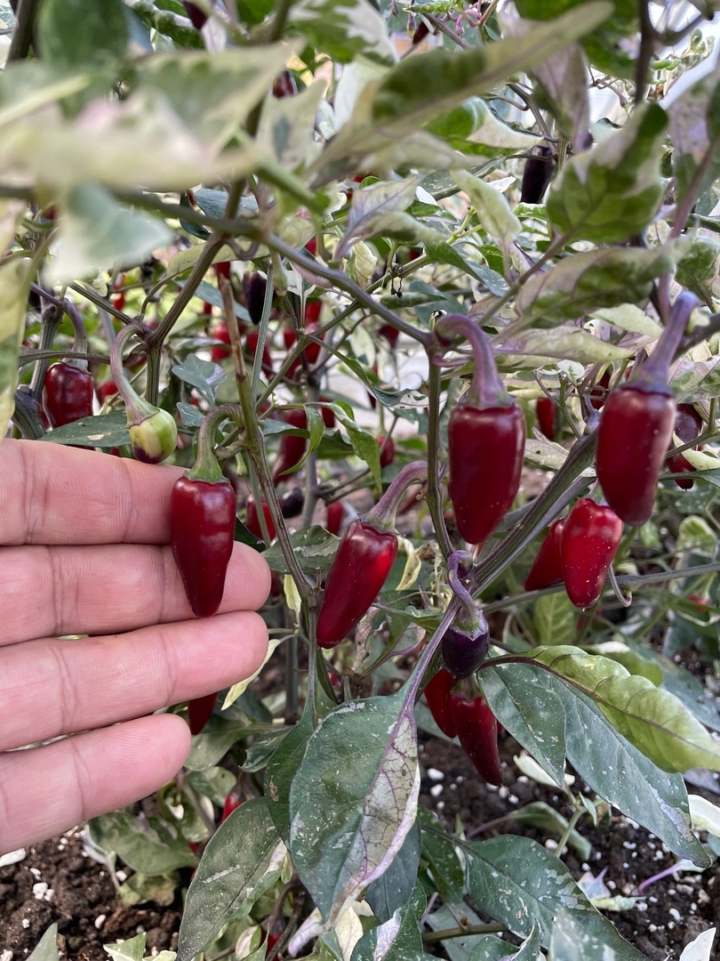 Выращивание острого перца Dream catcher x Purple Jalapeno - фото 2